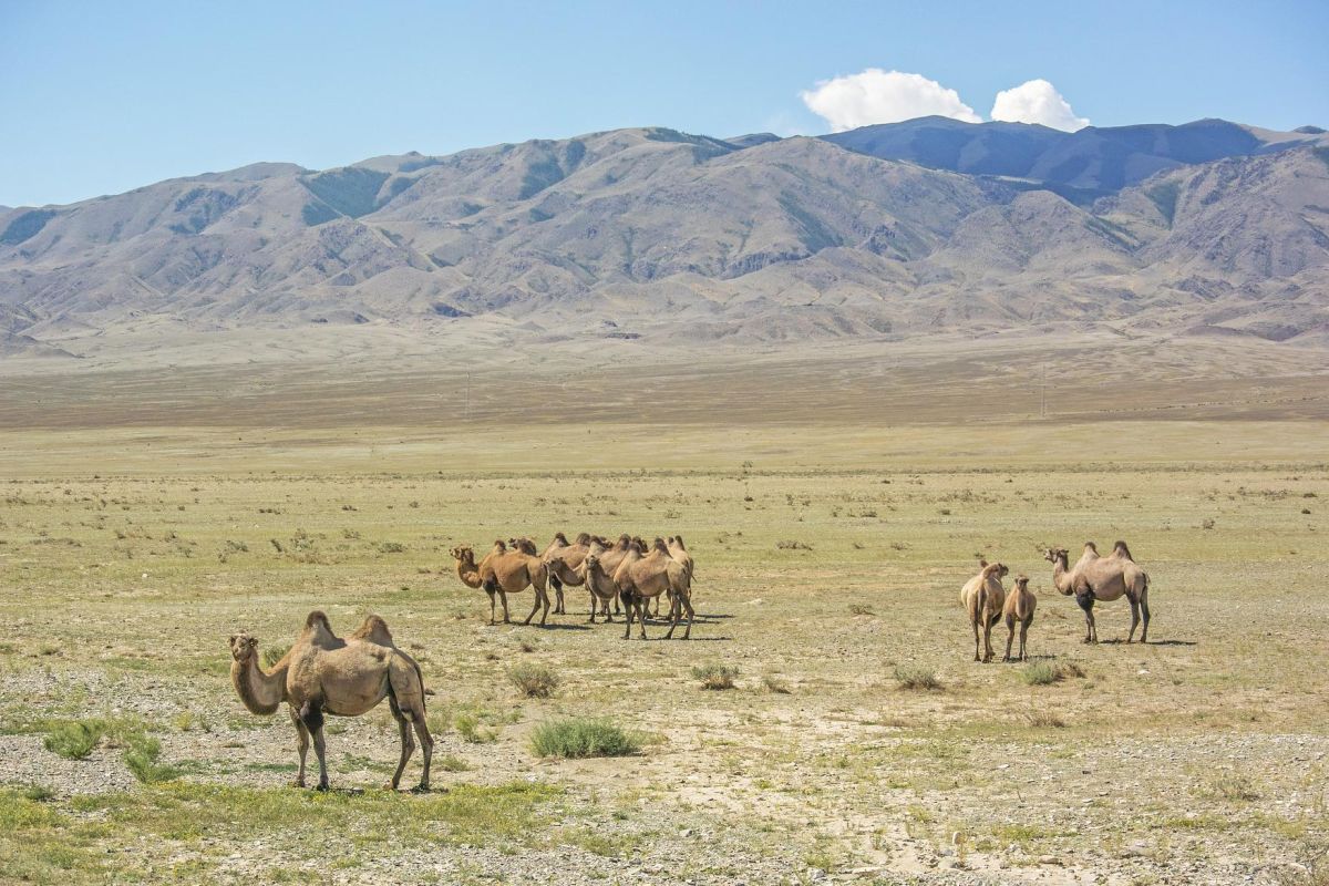 Экспедиционный тур в Монголию «Путь Великой Империи»