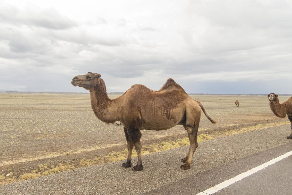 Экспедиционный тур в Монголию «Путь Великой Империи»