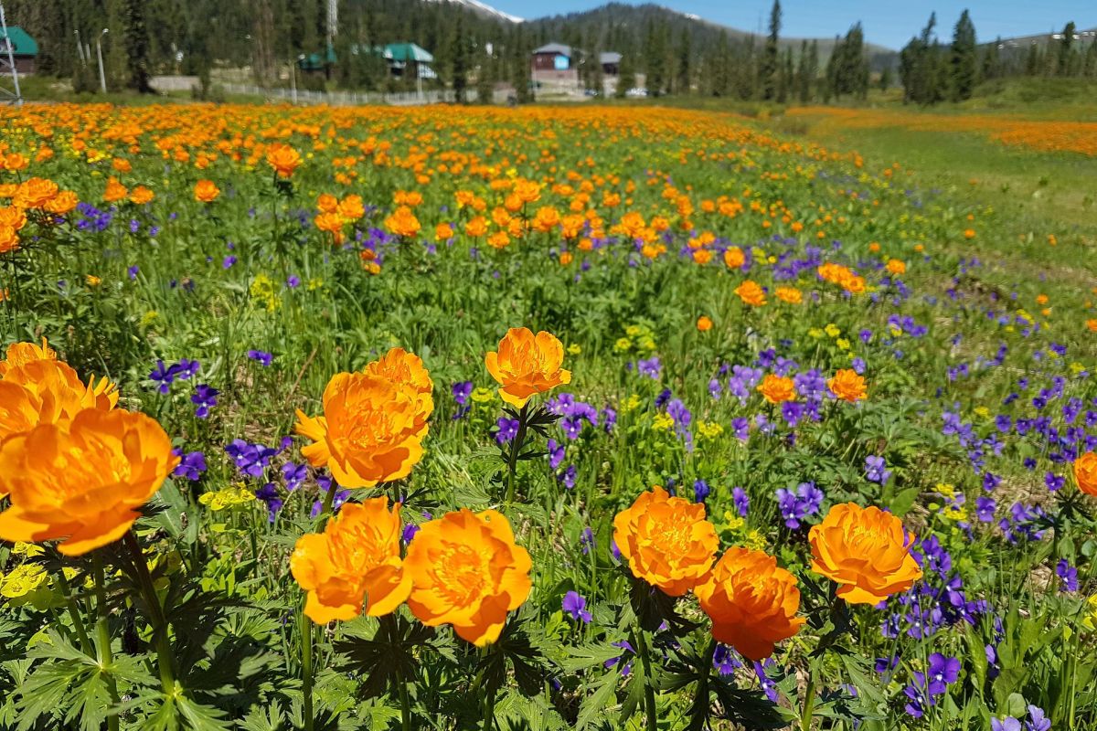 Пешеходный тур в Ергаки