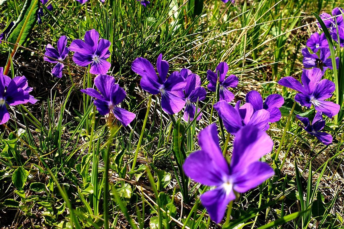 Ивановские озера на выходные